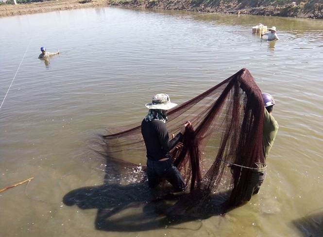 Quảng Hải cán đích nông thôn mới