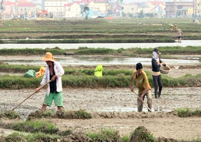 Quảng Trạch đẩy mạnh sản xuất vụ đông-xuân