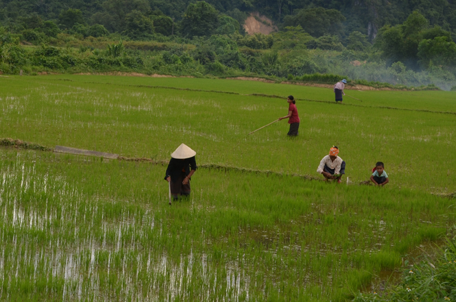 Sâu bệnh hại lúa phát triển mạnh