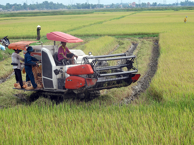 Quảng Tùng nỗ lực xây dựng nông thôn mới bền vững