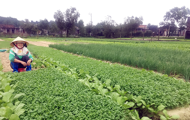 Hồng Thủy: Hoa, rau màu được mùa, được giá