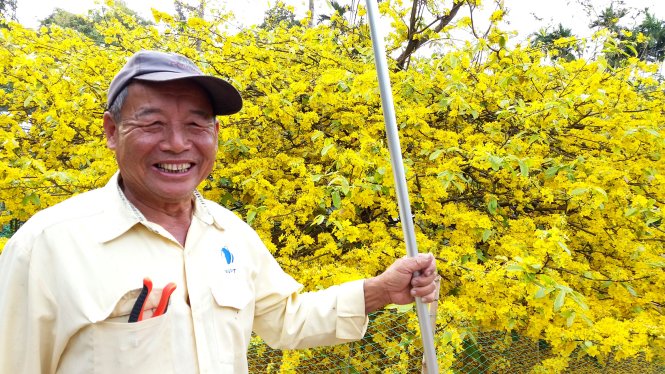 Chuyện bên cội mai vàng xóm Cống dân mạng đang rôm rả