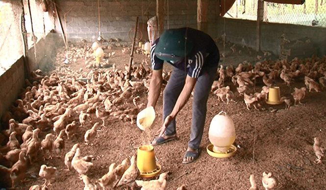 Thanh niên lập nghiệp trên mảnh đất quê hương