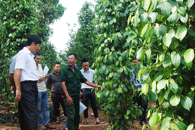 Một số mô hình ứng dụng khoa học và công nghệ trong nông nghiệp