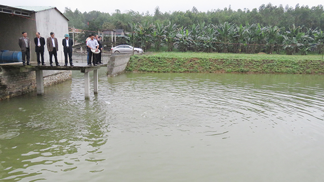 "Vua trang trại" miền sơn cước