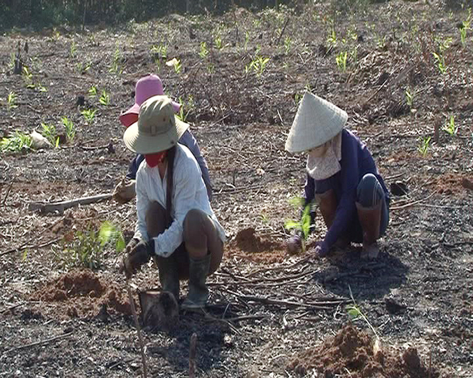 Năm 2017, Lệ Thủy phấn đấu trồng 800 ha rừng