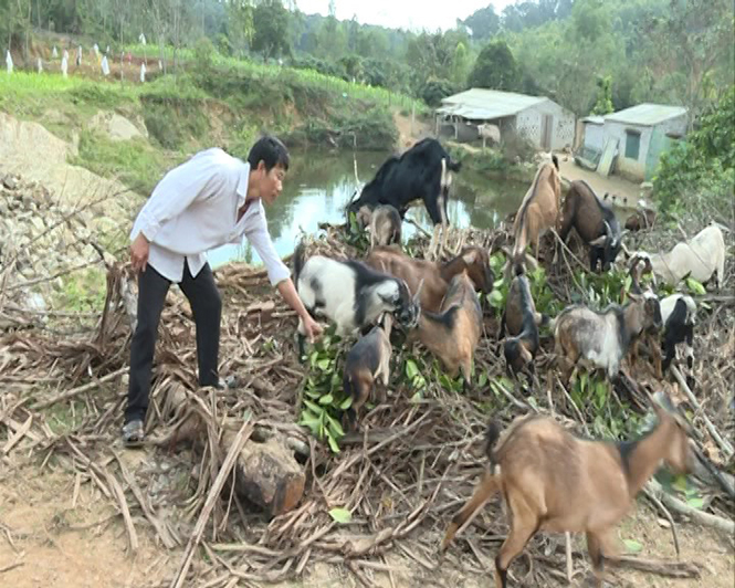 Mô hình chăn nuôi cho thu nhập cao