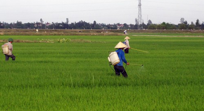 Gần 1.300 ha cây trồng bị ảnh hưởng do chuột và sâu bệnh