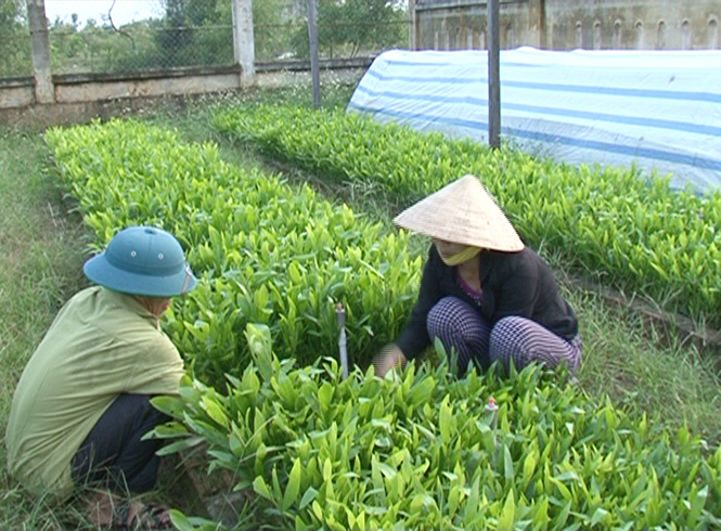 Hạt Kiểm lâm Quảng Trạch: Tăng cường công tác bảo vệ và phát triển rừng