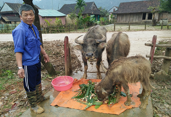 Tân Hóa (Minh Hóa): Tích cực chăm sóc đàn trâu bò trong mùa mưa rét