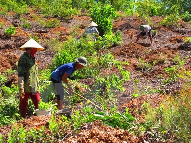 Sắp xếp đổi mới đất nông lâm trường vẫn theo kiểu "bình mới rượu cũ"