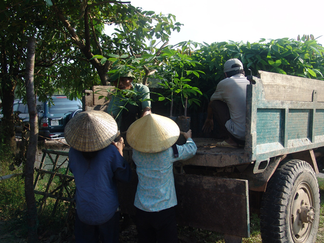 2 tháng đầu năm, trồng được 3.300ha rừng tập trung