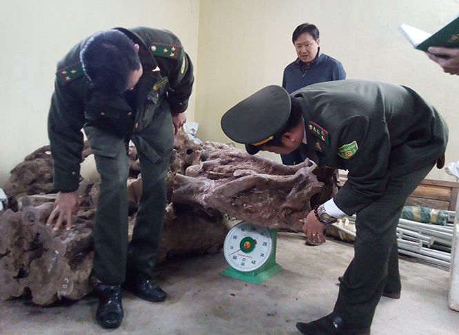 Rộ tình trạng khai thác gỗ Hương giáng