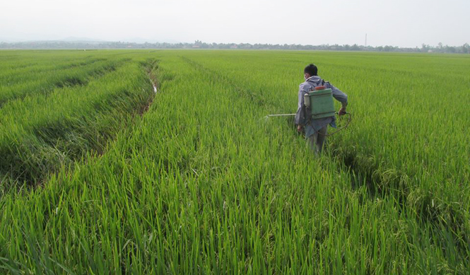 Lúa vụ đông-xuân gieo đạt 101,6% kế hoạch