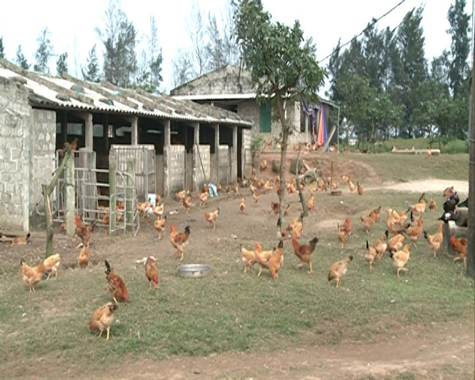 Mô hình chăn nuôi phòng, chống dịch bệnh hiệu quả