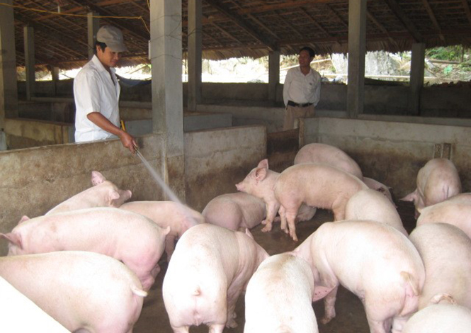 Lệ Thủy: Phấn đấu tỷ trọng chăn nuôi đạt trên 51%