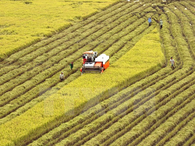 Phát triển lúa gạo bền vững: Chú trọng đổi mới 3 "trụ cột"