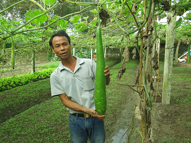 Thoát nghèo từ trồng rau