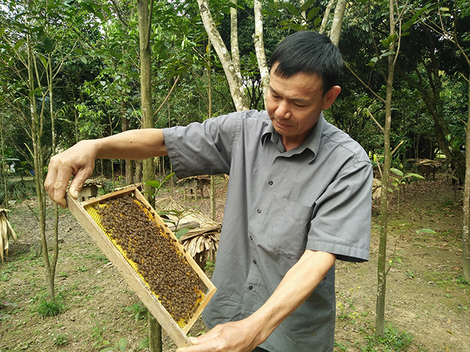 Khi nuôi ong là niềm đam mê