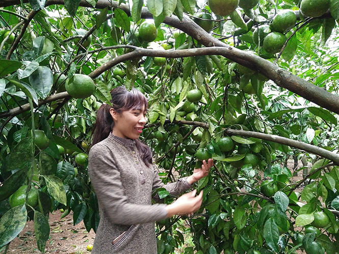 Quả ngọt ở Cầu Ròng