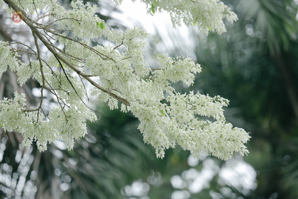 Tinh khôi mùa hoa sưa Hà Nội