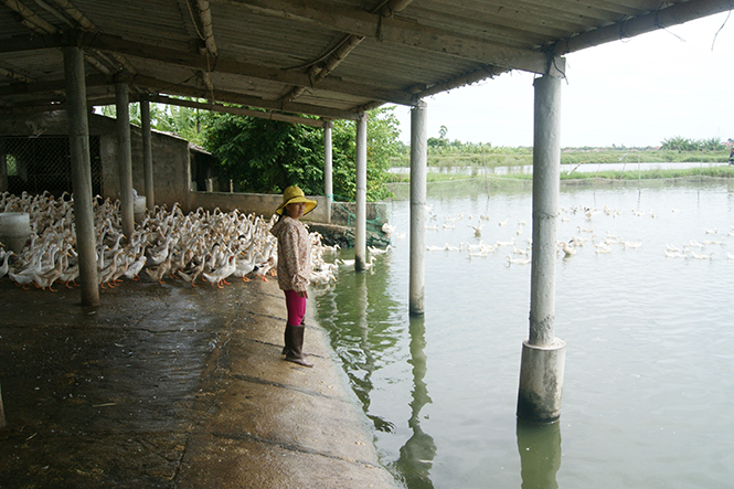 Quảng Trạch: Nông dân thi đua sản xuất, kinh doanh giỏi