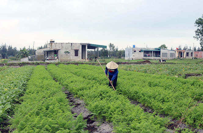 Phát triển vùng sản xuất rau an toàn ở Bố Trạch: Hướng đi đã mở