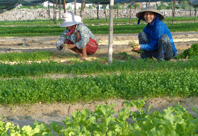 Xã Võ Ninh: Nông dân tích cực trồng rau màu