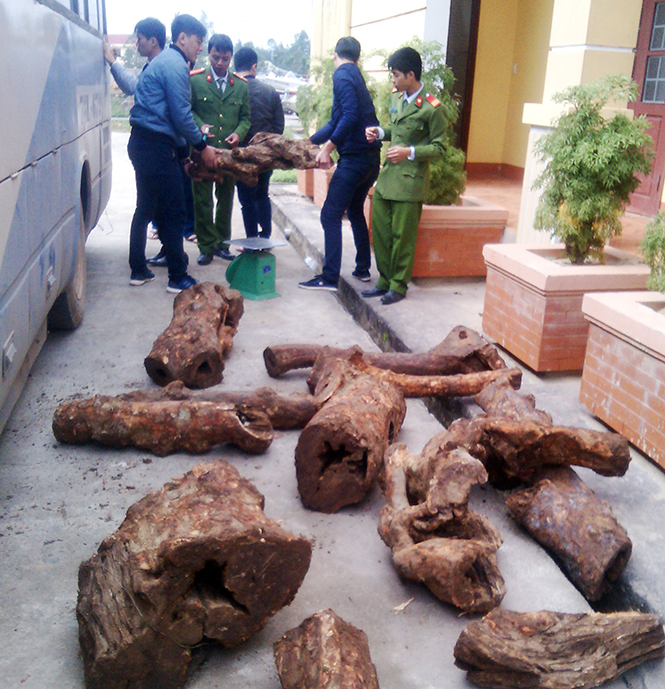 Ngăn chặn tình trạng khai thác trái phép cây Hương giáng