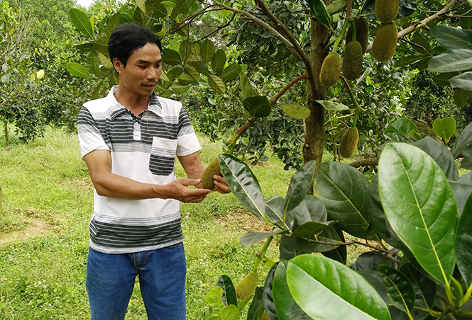 Chàng kỹ sư say mê làm vườn