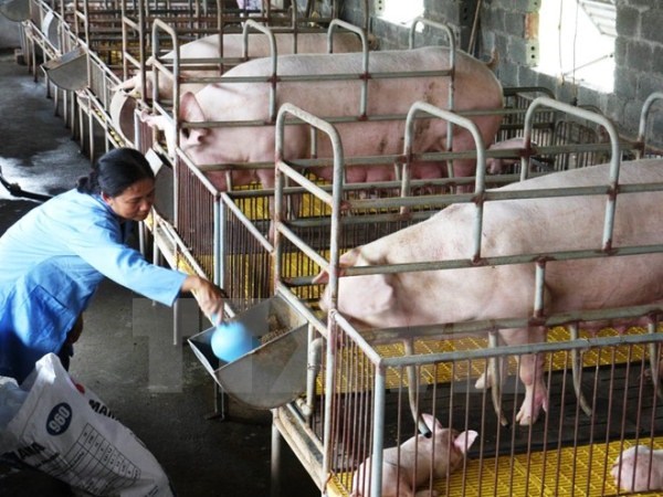 Bộ Nông nghiệp giải cứu ngành chăn nuôi lợn đang sụt giá "kỷ lục"
