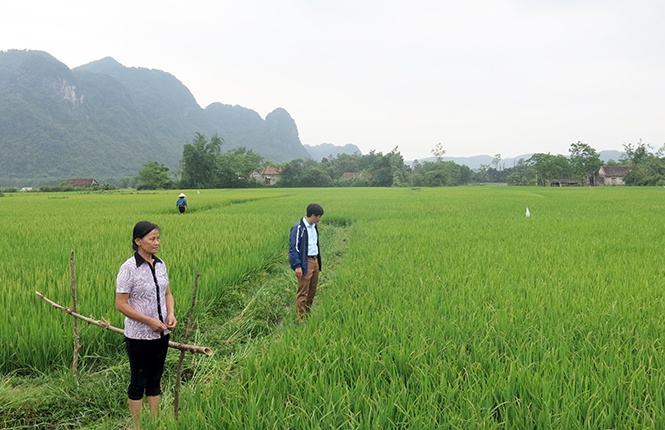 Canh tác lúa cải tiến ở Yên Hóa: Hiệu quả thấy rõ