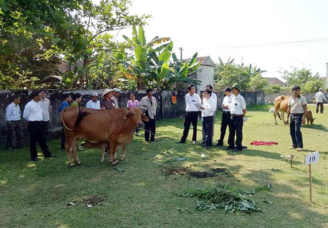Nông dân Quảng Trạch: Thi tài nuôi bò lai giỏi