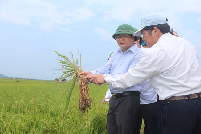Tập trung hướng dẫn nông dân phòng chống rầy vụ đông-xuân