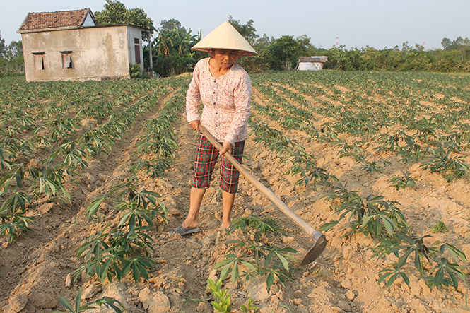 Sắn mất giá, mía mất mùa, người dân gặp khó