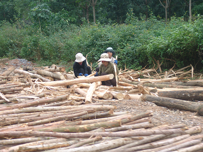 Sản lượng gỗ rừng trồng khai thác đạt hơn 50.000m3