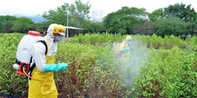Nghiên cứu thành công thuốc diệt nấm sinh học chống bệnh thán thư