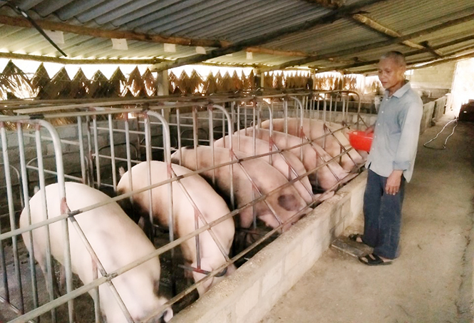 Minh Hóa: Người chăn nuôi lao đao vì giá lợn hơi giảm