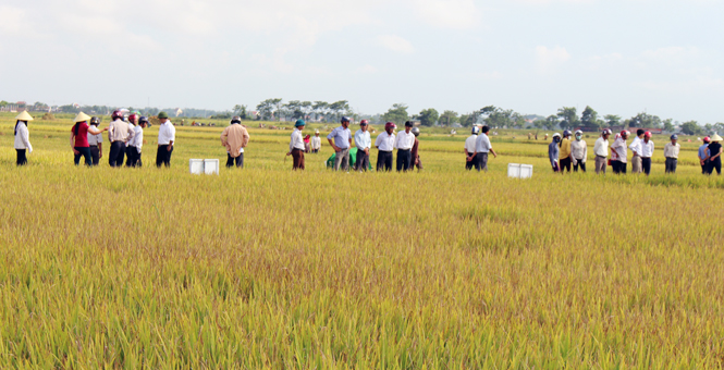 Thâm canh lúa cải tiến SRI nâng cao năng suất, thu nhập cho người dân