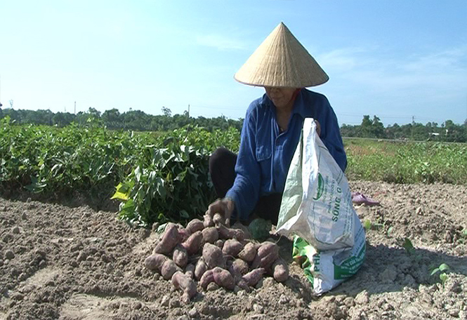 Lệ Thủy: Được mùa vụ khoai lang đông-xuân năm 2016-2017