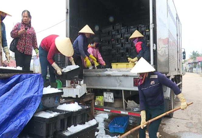 Ngư dân Quảng Phúc: Thu trên 72 tỷ đồng từ đánh bắt hải sản