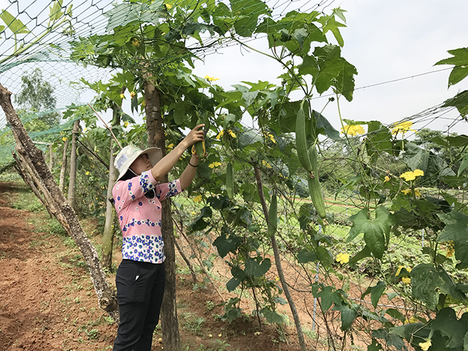 "Đánh bạc" với rau sạch