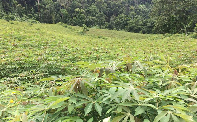 Xã Trường Sơn: Năng suất lúa đông-xuân đạt 35 tạ/ha