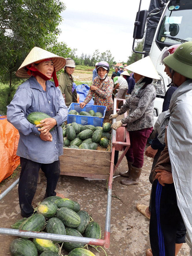 Hàm Ninh (Quảng Ninh): Nông dân phấn khởi vì dưa hấu được mùa, được giá