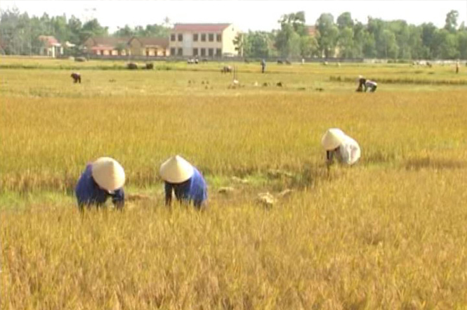 Xã Phong Thủy: Năng suất lúa đông-xuân cao nhất huyện Lệ Thủy