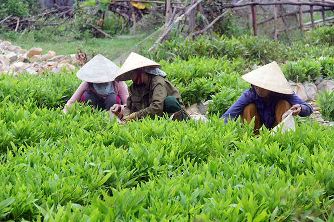 Hiệu quả từ mô hình ươm cây giống