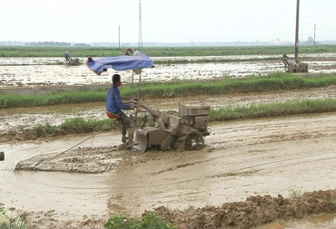Vụ hè-thu ở xã Mai Thủy: Đột phá và sáng tạo