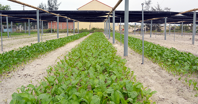 Phát triển kinh tế trang trại ở Quảng Ninh - Bài 1: Đánh thức tiềm năng