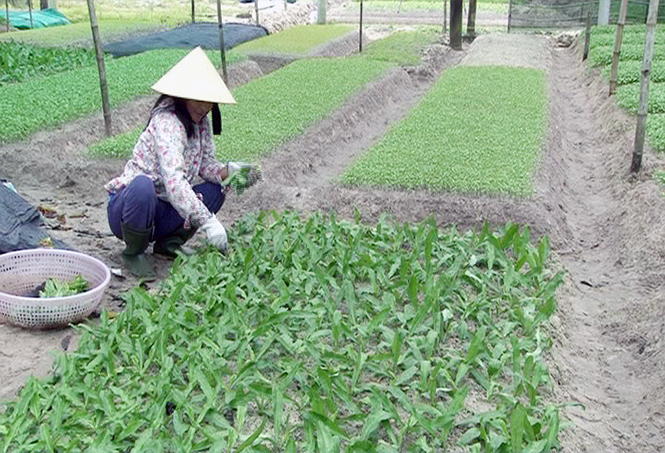 Lệ Thủy: Phát triển sản xuất nông nghiệp theo hướng hàng hóa