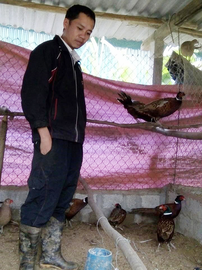 Làm giàu từ nuôi chim trĩ